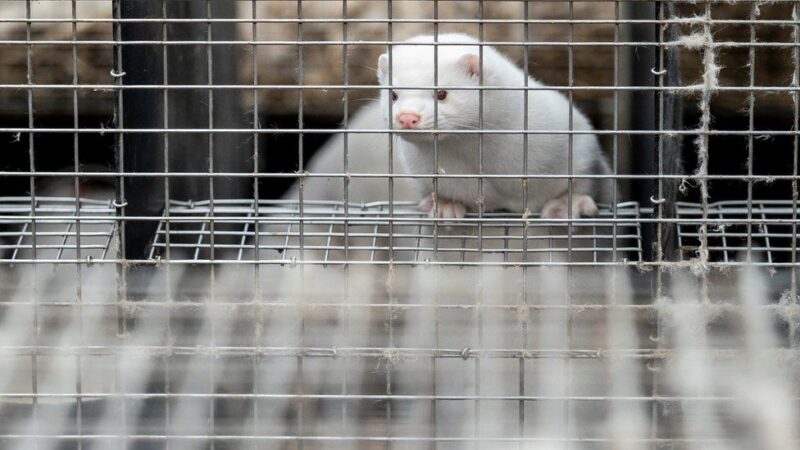 First coronavirus cases on mink farm reported in Lithuania