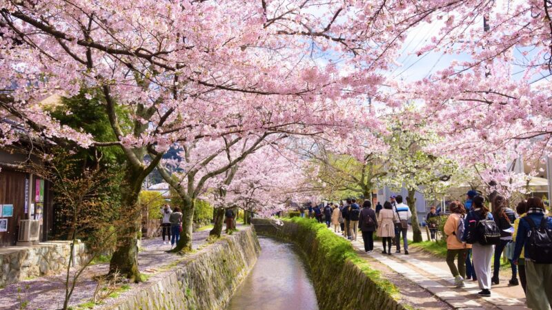 Climate Change Is Making Kyoto’s Cherry Blossoms Bloom The Earliest In 1200 Years!