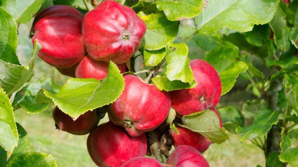 National Trust: orchards are disappearing from the landscape