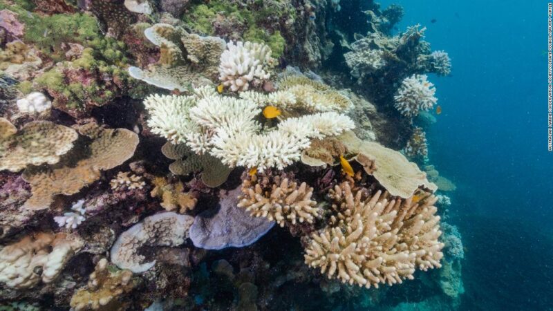 Despite the Great Barrier Reef’s record coral cover, it is still quite susceptible.