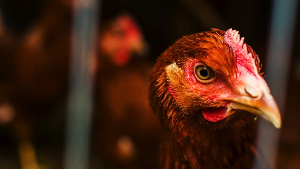 Anti-Bird flu measures in place across Great Britain