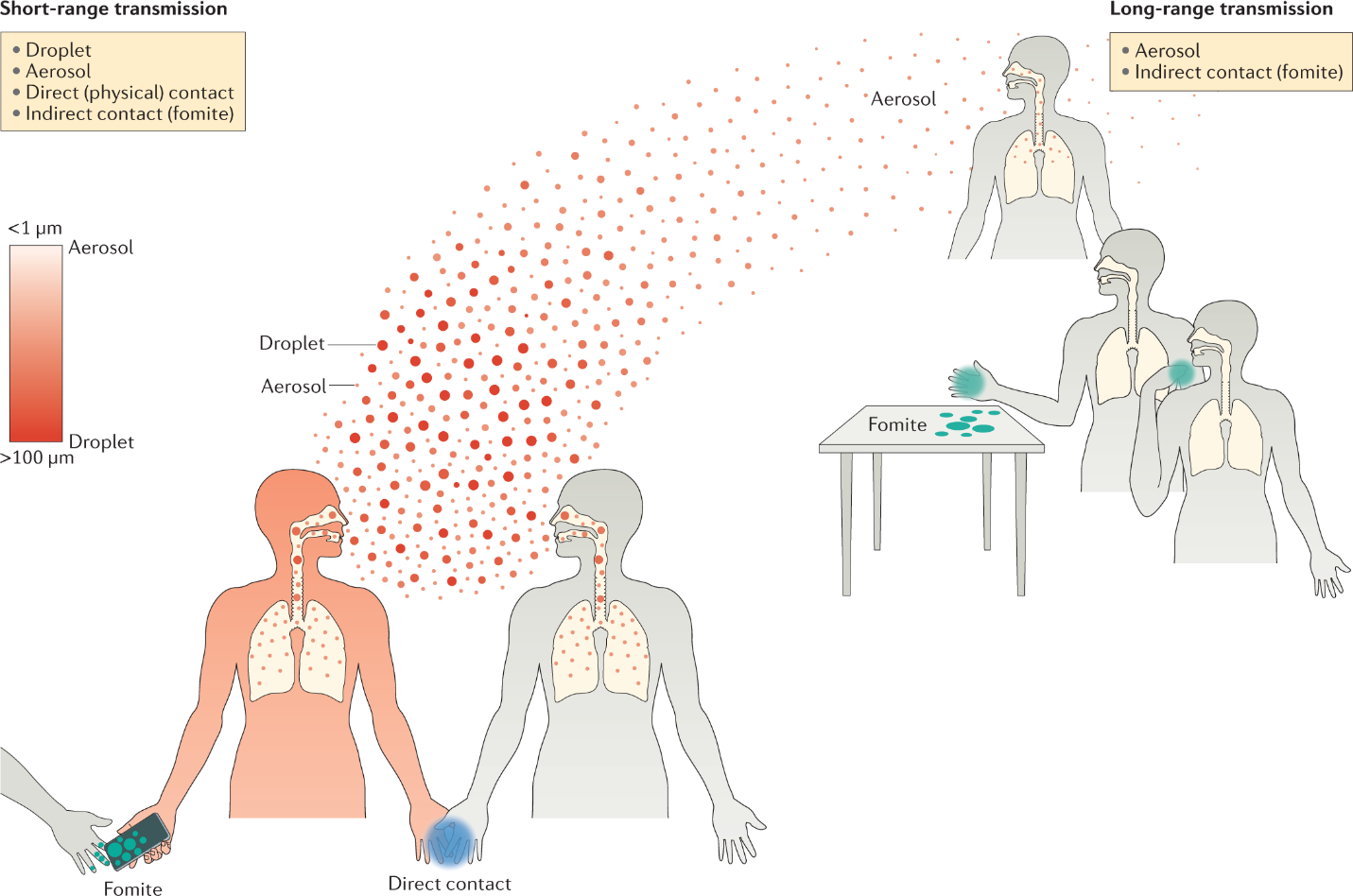 A Columbia University study revealed molecular insights into respiratory viruses