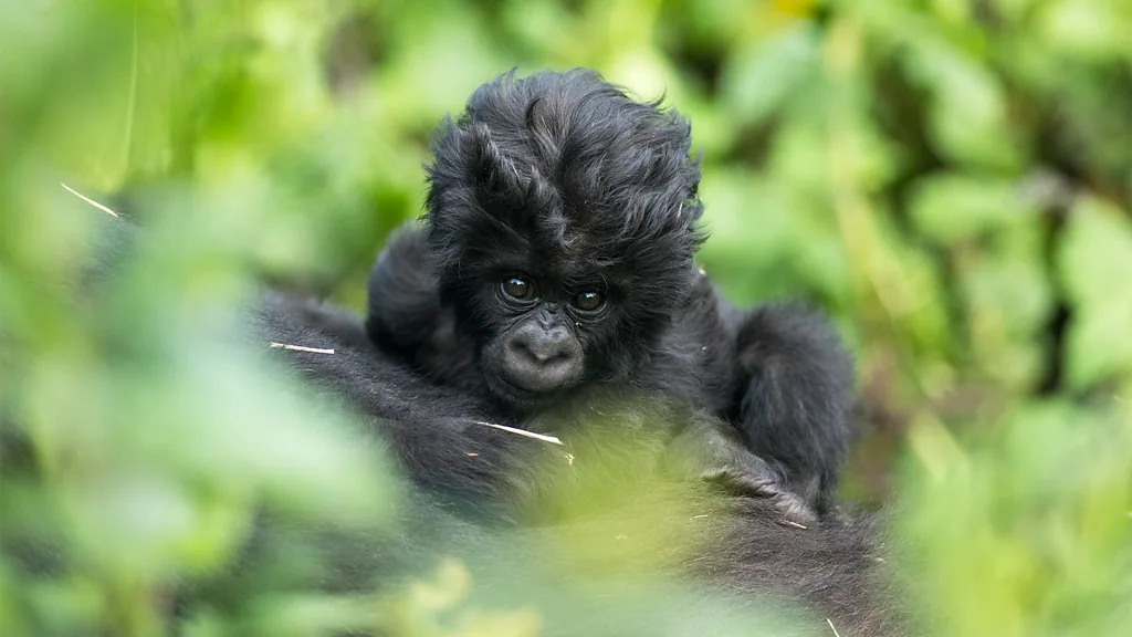The Vital Tradition of Naming Baby Gorillas: How Rwanda’s Kwita Izina Inspires Global Conservation